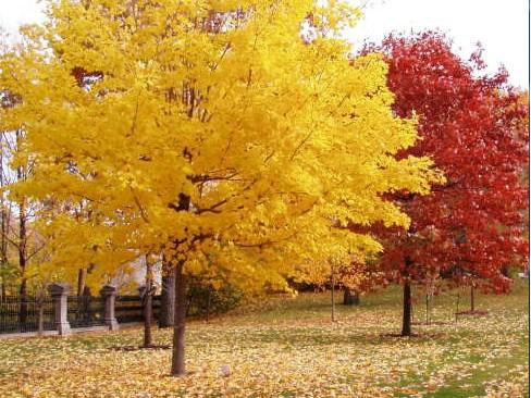 一、我們的紅楓為何能保障在同類產品中價錢低？